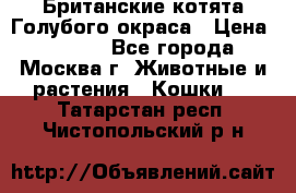 Британские котята Голубого окраса › Цена ­ 8 000 - Все города, Москва г. Животные и растения » Кошки   . Татарстан респ.,Чистопольский р-н